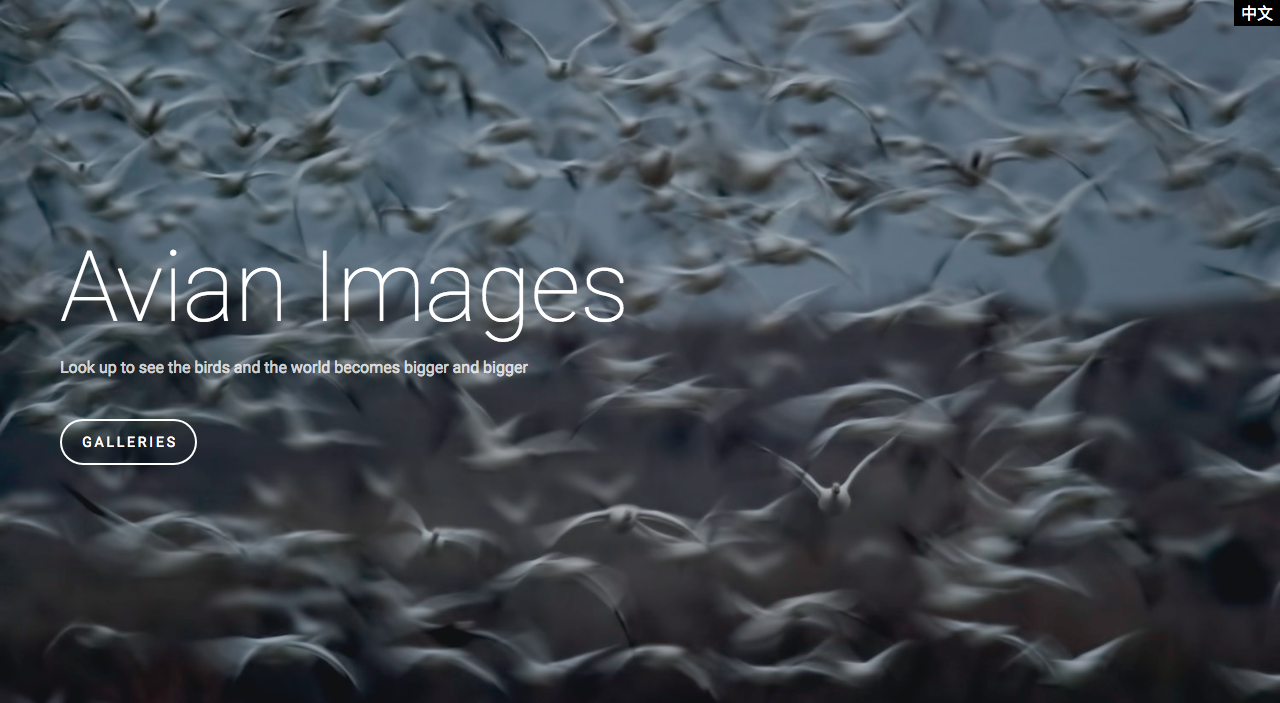 Avian Images uses the Multilingualizer