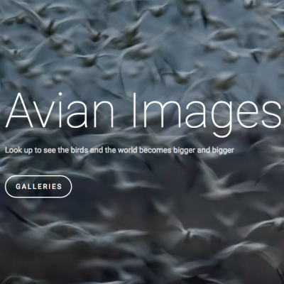 Avian Images (SquareSpace)